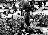 Memoria animalelor