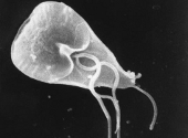 Giardia intestinalis