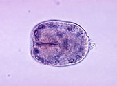Echinococcus_granulosus_scolex