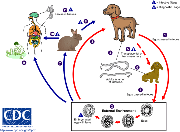 Ciclu viata toxocara canis Ciclu viata toxocara canis