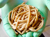 Limbrici