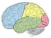 Cortex cerebral