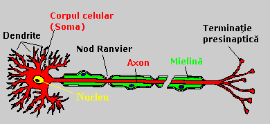 Neuronul