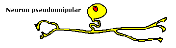 Neuron pseudounipolar