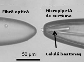 Celula bastonas