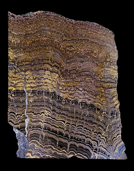 Stromatoliti din Proterozoic Stromatoliti din Proterozoic