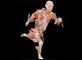 The Human Body