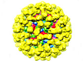 Norovirus