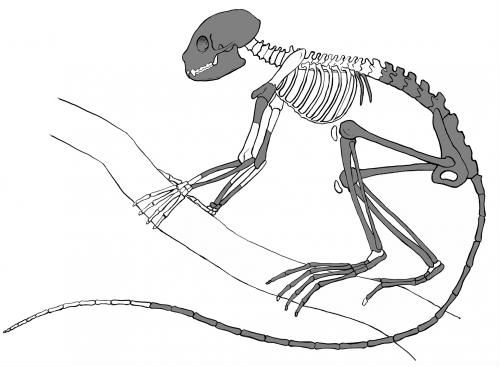 Archicebus-achilles Archicebus-achilles
