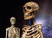 Schelet hominid