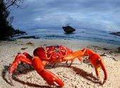 Crab