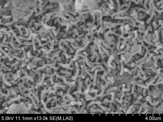 Bacterii