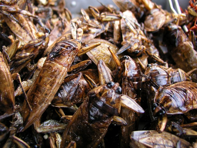 Gândaci
