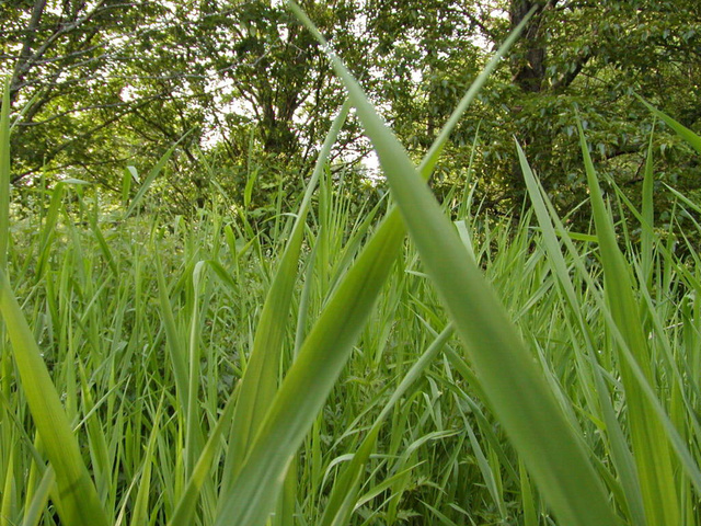 Iarba