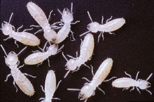 Termite