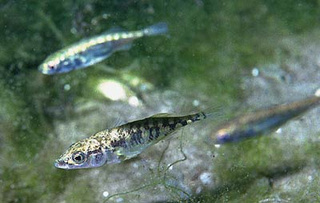 Schistocephalus