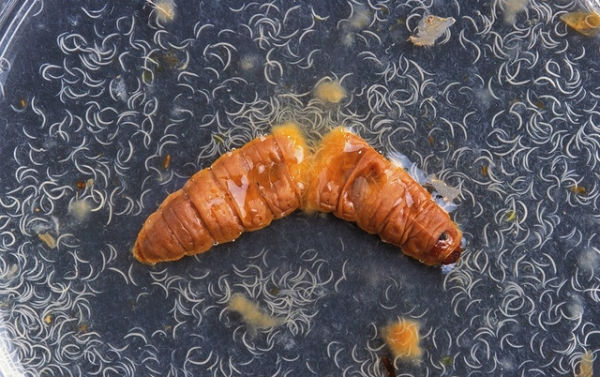 Heterorhabditis
