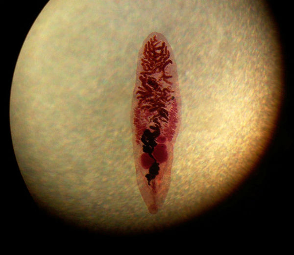 Dicrocoelium