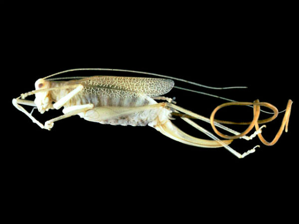 Spinochordodes