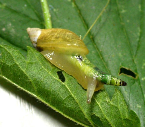 Leucochloridium