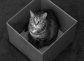 Pisica lui Schrodinger