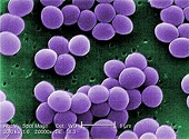 S. aureus