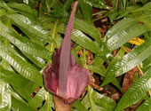 Konjac