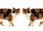 Pisici tortoiseshell