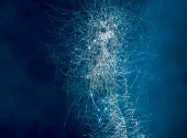 Hologenomul