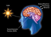 Ritmul circadian