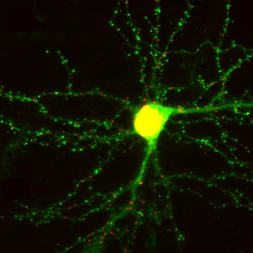 Neuron Neuron