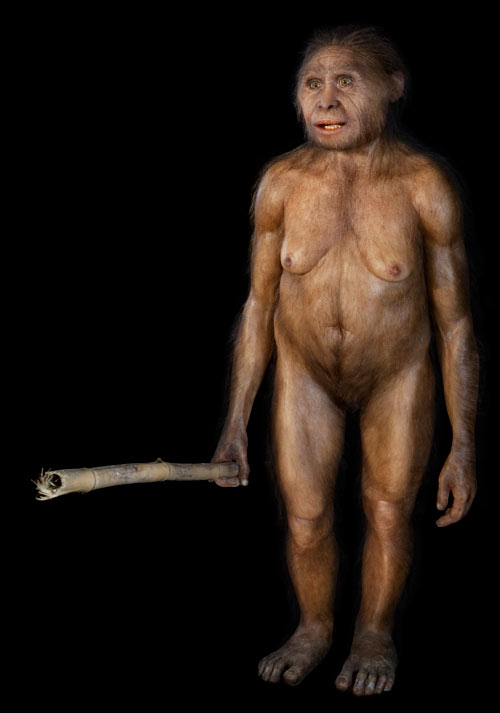 Homo floresiensis Homo floresiensis