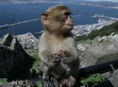 Macaca sylvanus