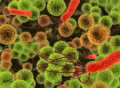 Bacterii