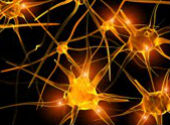 Neuroni