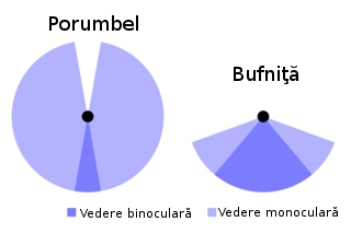 Vedere monoculara si binoculara