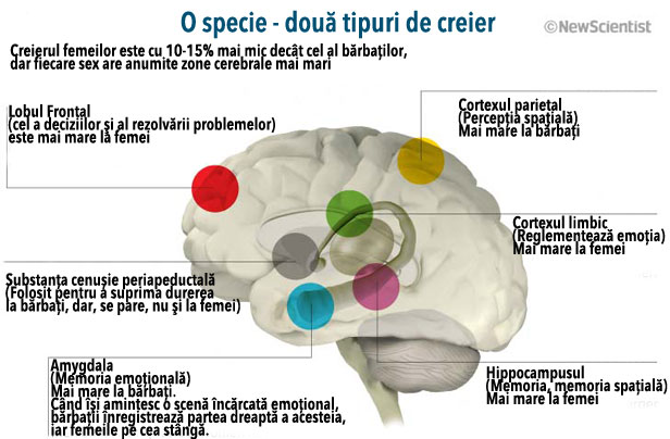 O specie, două creiere O specie, două creiere