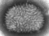Virusul vaccinia