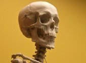 Craniu