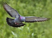 Porumbel calator