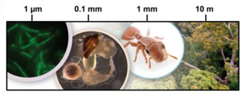 Insecte, bacterii, padure Insecte, bacterii, padure