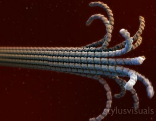 Microtubul