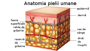 Pielea umana Pielea umana