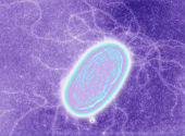 Geobacter