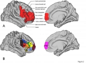 Regiuni creier. Credit: Neuron, Neubert et al.