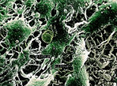 Celule sem