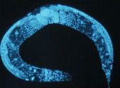Caenorhabditis elegans