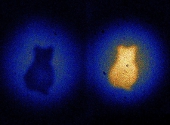 Imagine cu obiect in forma de pisica