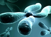 Material genetic