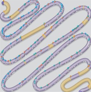 Material genetic Material genetic